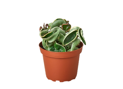 Hoya 'Rope Plant' Variegated