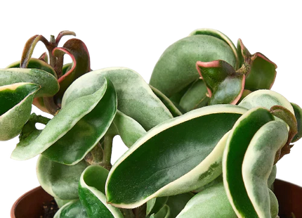 Hoya 'Rope Plant' Variegated