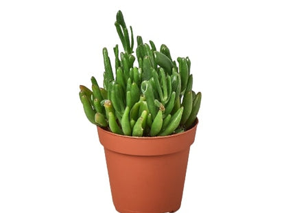 Crassula Ovata 'Gollum Jade' Succulent - 4" Pot