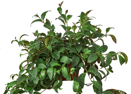 Lipstick Plant