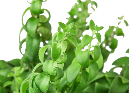 Curly Lipstick Plant