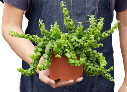 Curly Lipstick Plant