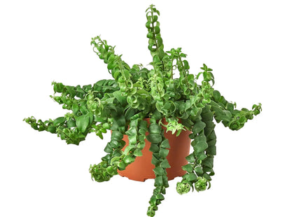 Curly Lipstick Plant