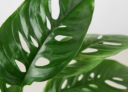 Monstera Adansonii 'Swiss Cheese' - House Plant Shop