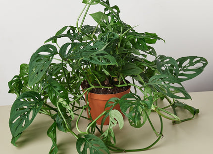 Monstera Adansonii 'Swiss Cheese' - House Plant Shop