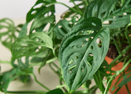 Monstera Adansonii 'Swiss Cheese' - House Plant Shop