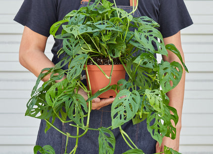 Monstera Adansonii 'Swiss Cheese' - House Plant Shop