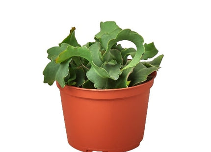 Orchid Cactus 'Curly Sue' - 6" Pot