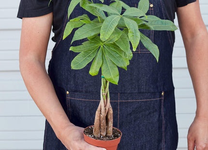 Money Tree 'Guiana Chestnut' Pachira Braid