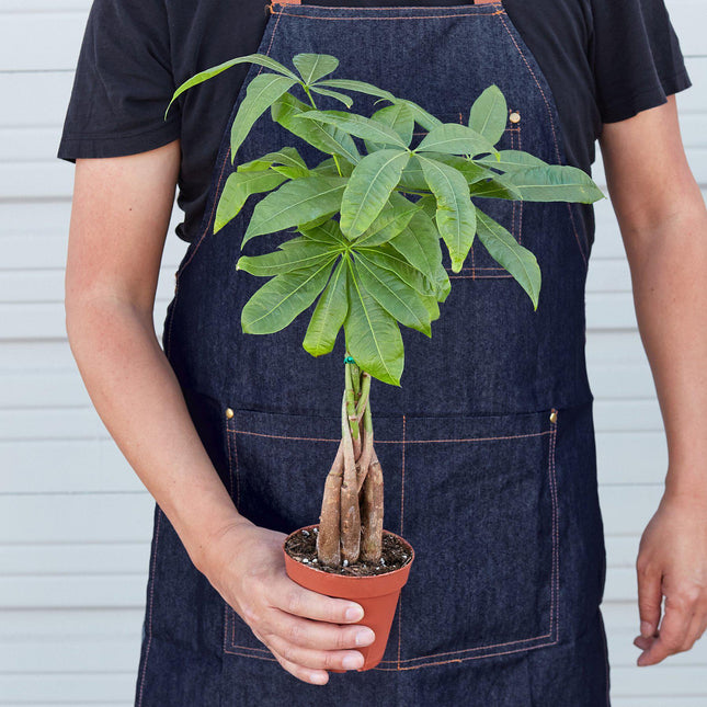 Money Tree 'Guiana Chestnut' Pachira Braid | Live Plant for Indoor & Outdoor | House Plant Decor