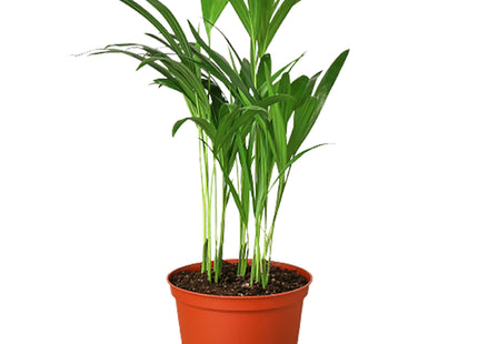 Areca Palm