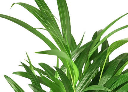 Areca Palm