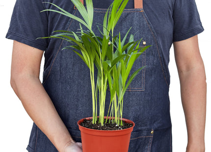 Areca Palm