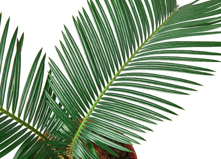Sago Palm - In 6" Pot