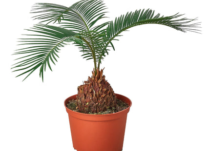 Sago Palm - In 6" Pot