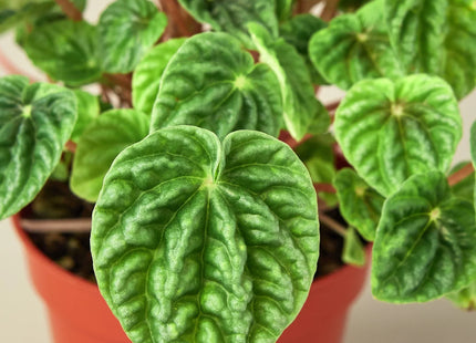 Peperomia 'Ripple'