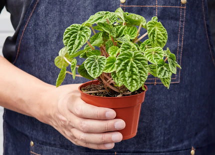 Peperomia 'Ripple'