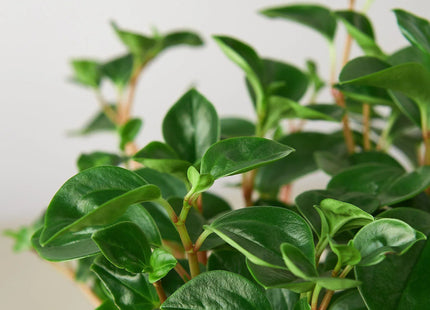 Peperomia 'Glabella'