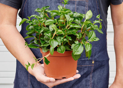 Peperomia 'Glabella'