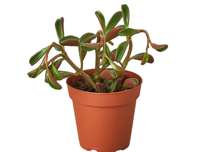 Peperomia 'Ruby Glow'