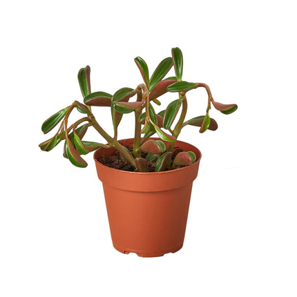 Peperomia 'Ruby Glow' | Live Plant for Indoor & Outdoor | House Plant Decor