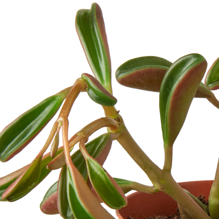 Peperomia 'Ruby Glow' | Live Plant for Indoor & Outdoor | House Plant Decor