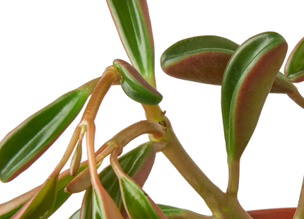 Peperomia 'Ruby Glow'