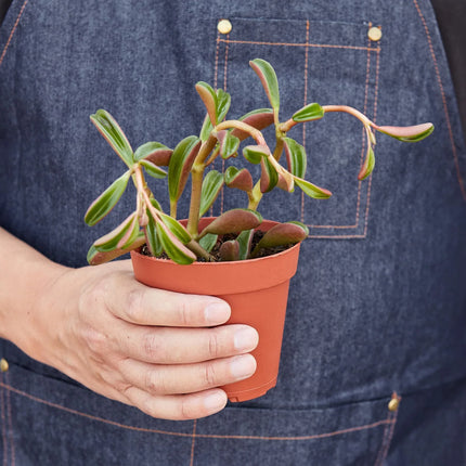 Peperomia 'Ruby Glow' | Live Plant for Indoor & Outdoor | House Plant Decor