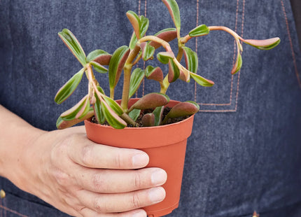 Peperomia 'Ruby Glow'