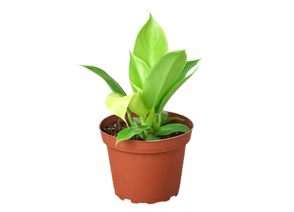 Philodendron 'Moonlight'