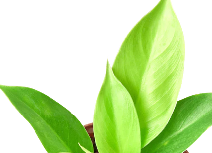 Philodendron 'Moonlight'