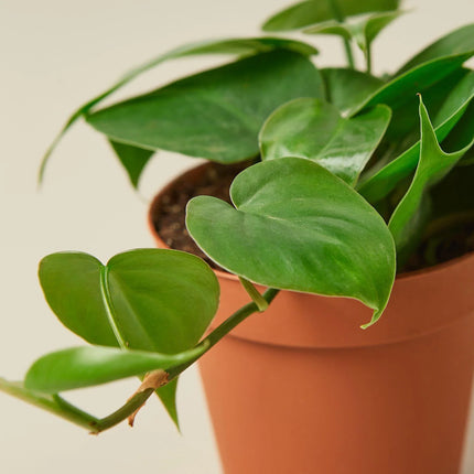 Philodendron Cordatum Heartleaf