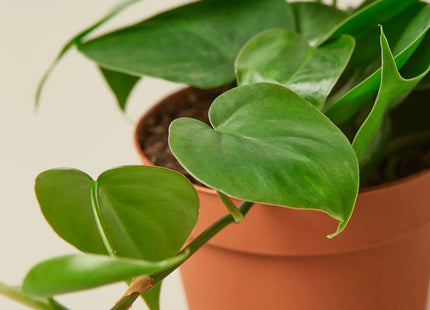 Philodendron Cordatum Heartleaf