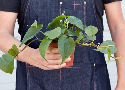 Philodendron Cordatum Heartleaf