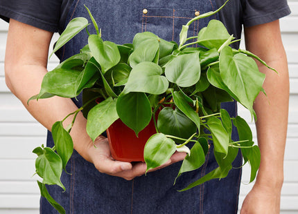 Philodendron Cordatum Heartleaf