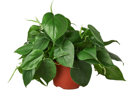 Philodendron Cordatum Heartleaf