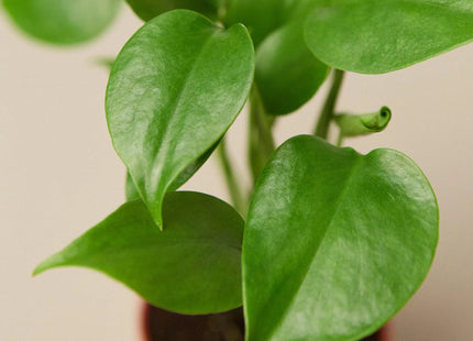 Philodendron Monstera Split-Leaf
