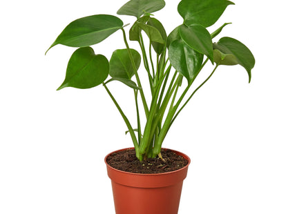 New Plant Parent Bundle
