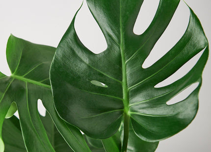 Philodendron Monstera Split-Leaf