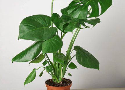 Philodendron Monstera Split-Leaf