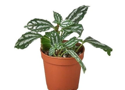 Pilea 'Aluminum'