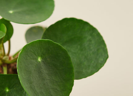 Pilea Peperomioides 'Chinese Money' - House Plant Shop