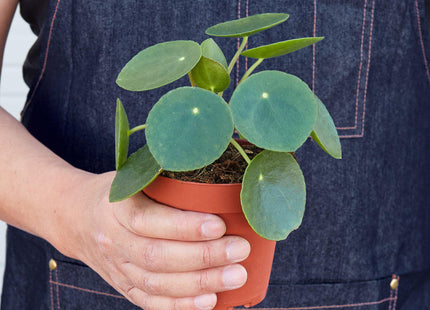 Pilea Peperomioides 'Chinese Money' - House Plant Shop