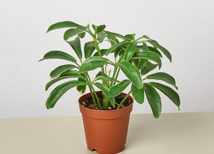 Schefflera Arboricola 'Umbrella'