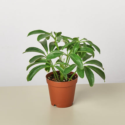 Schefflera Arboricola 'Umbrella'