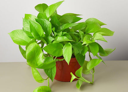 Pothos 'Neon'