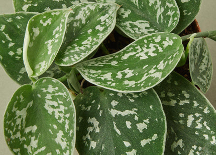 Pothos 'Satin' - House Plant Shop