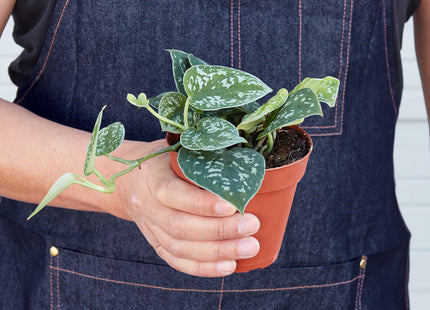 Pothos 'Satin' - House Plant Shop