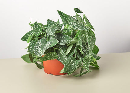 Pothos 'Satin' - House Plant Shop