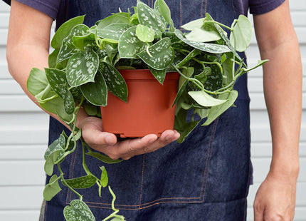 Pothos 'Satin' - House Plant Shop